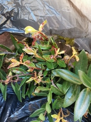 Austropuccinia psidii