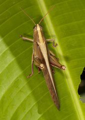 Schistocerca centralis