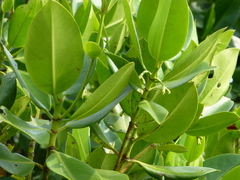 Rhizophora mucronata
