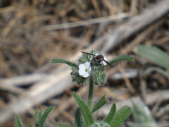 Diochanthrax morulus