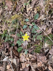 Ranunculus hispidus hispidus