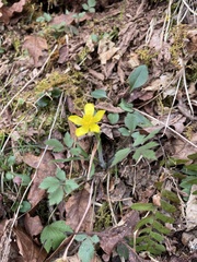 Ranunculus hispidus hispidus