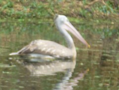 Pelecanus philippensis