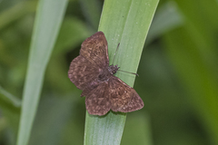 Bolla catharina