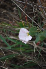 Convolvulus arvensis image