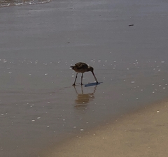 Limosa fedoa