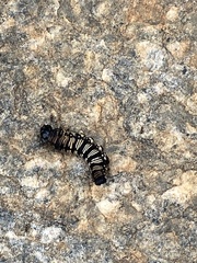 Methona themisto