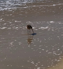 Limosa fedoa