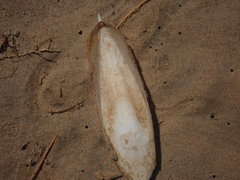 Sepia opipara