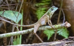 Wiegmann's Agama photo 5