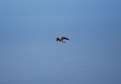 Falco tinnunculus dacotiae