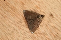 Hypena zarabena
