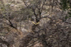 Papilio multicaudata