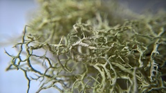 Evernia divaricata