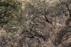 Papilio multicaudata