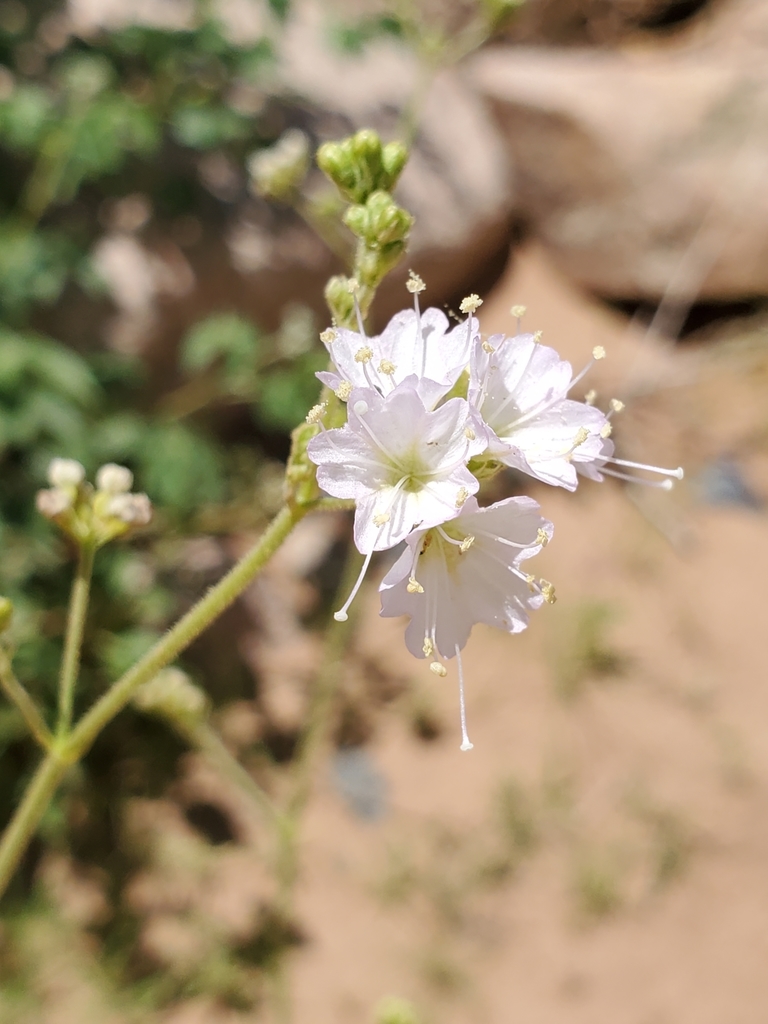 Boerhavia deserticola