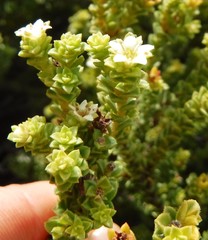Diosma echinulata