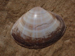 Mactra eximia