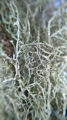 Evernia divaricata