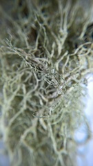 Evernia divaricata