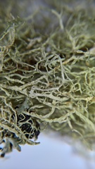 Evernia divaricata