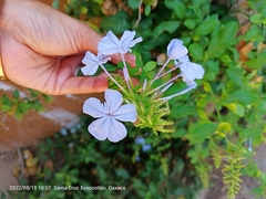 Plumbago auriculata