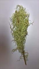 Evernia divaricata
