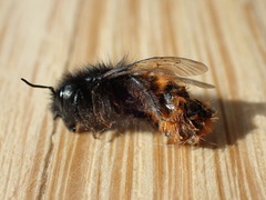 Osmia cornuta