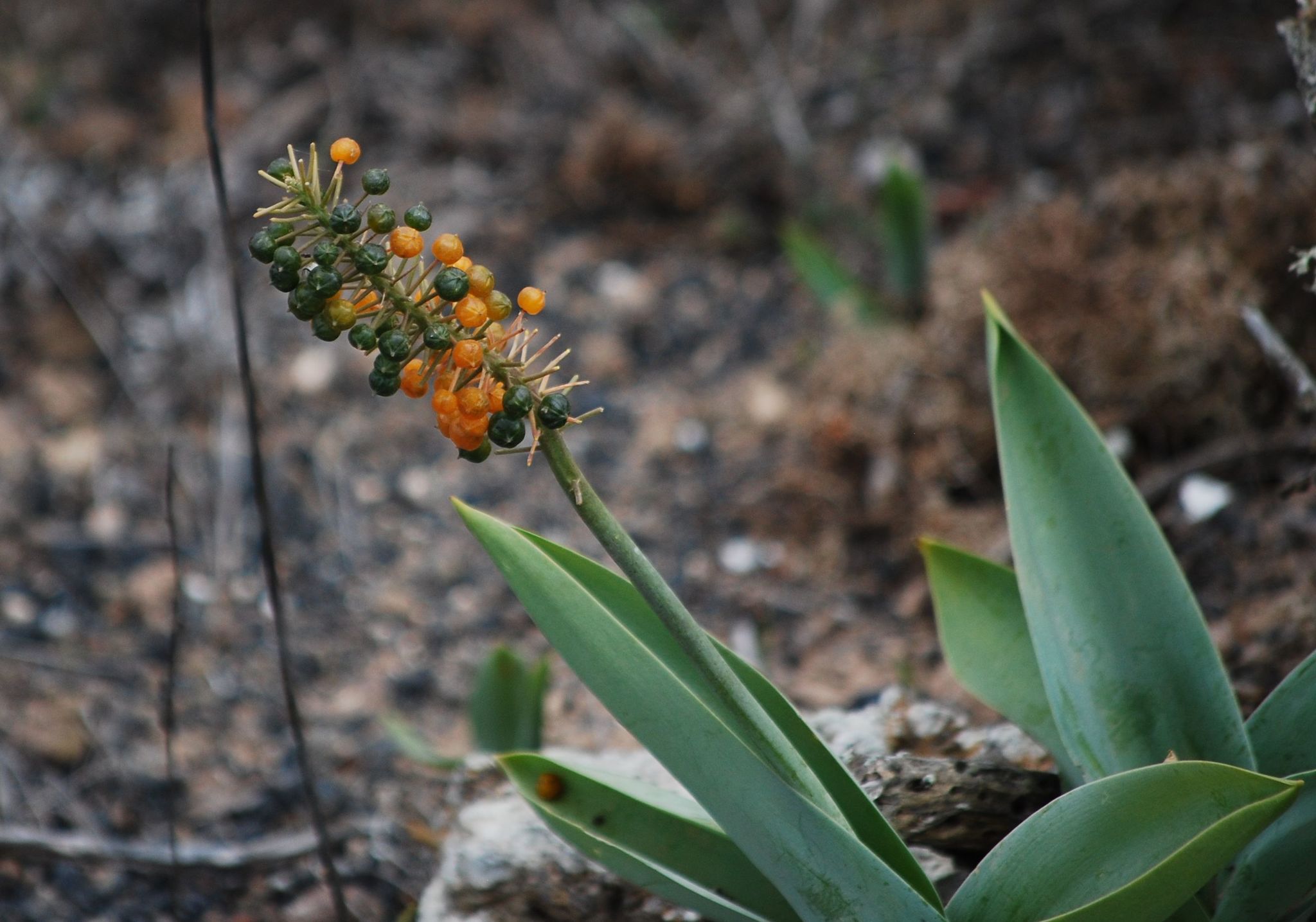 Scilla latifolia