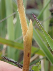 Pterichis