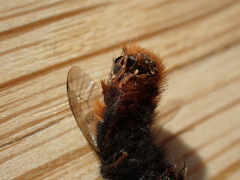 Osmia cornuta
