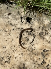 Amynthas gracilis