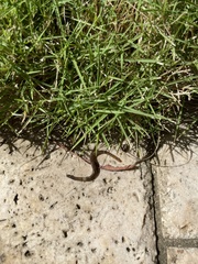 Amynthas gracilis