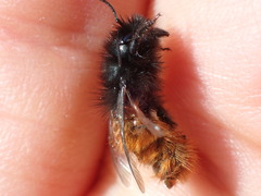 Osmia cornuta