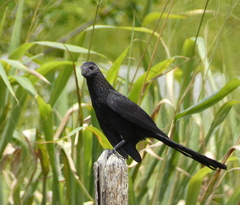 Crotophaga ani