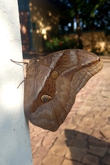 Eryphanis automedon amphimedon