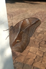 Eryphanis automedon amphimedon