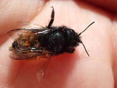 Osmia cornuta