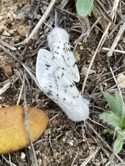 Spilosoma dubia