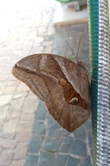 Eryphanis automedon amphimedon