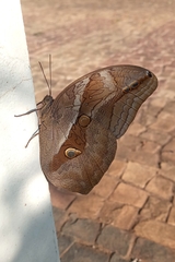 Eryphanis automedon amphimedon