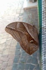 Eryphanis automedon amphimedon