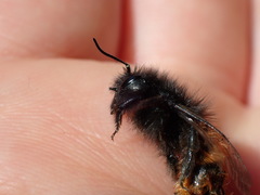 Osmia cornuta
