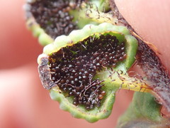 Jamesonia longipetiolata