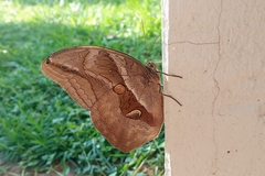 Eryphanis automedon amphimedon