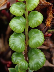 Jamesonia longipetiolata