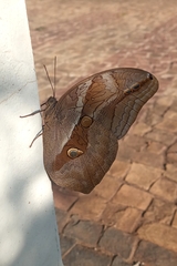 Eryphanis automedon amphimedon