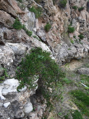 Cliffortia brevifolia