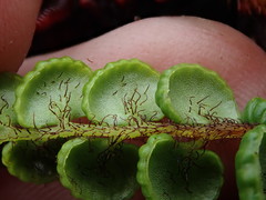 Jamesonia longipetiolata