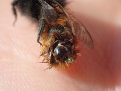 Osmia cornuta
